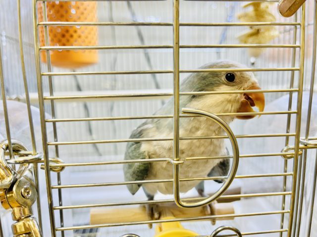 オキナインコ