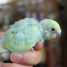 セキセイインコ　レインボーさん入舎