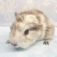 つむじ💛クレステッドモルモット（グレー系）女の子　2022年2月生まれ