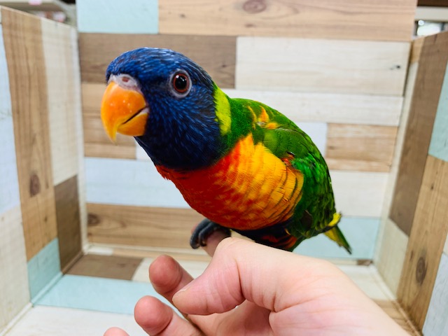 むちっとボディ♪アカエリゴシキセイガイインコさん☆