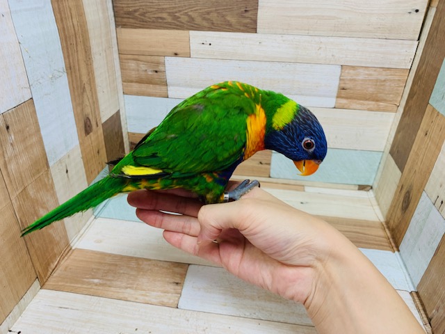 アカエリゴシキセイガイインコ