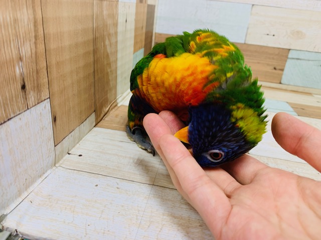 アカエリゴシキセイガイインコ