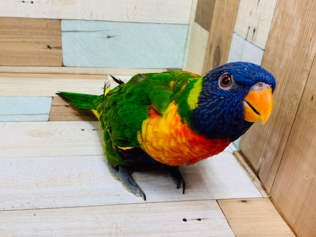 アカエリゴシキセイガイインコ