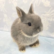 濃い～💛ネザーランドドワーフラビット（ブルー系）男の子　2022年3月生まれ