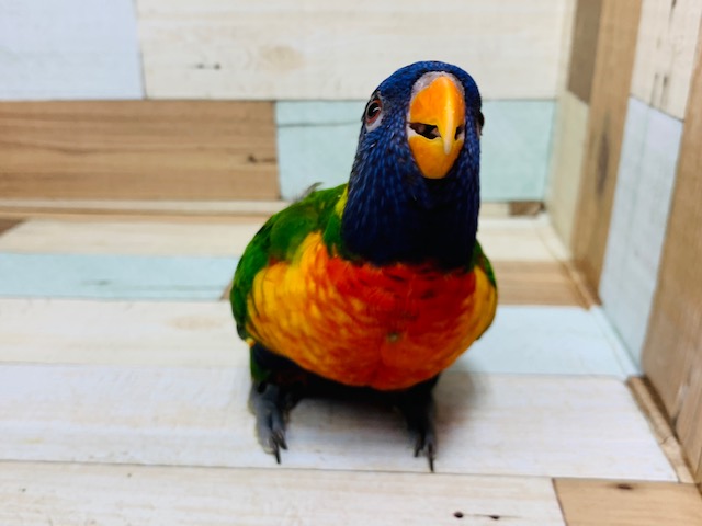 アカエリゴシキセイガイインコ