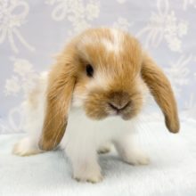 垂れ耳💛ロップイヤーラビット（ブロークンオレンジ）男の子　2022年3月生まれ