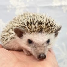 チクチクしないよ💛ハリネズミ（ノーマル）男の子　2022年2月生まれ