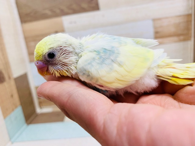 淡い色と白が魅力♡セキセイインコ(パステルレインボーパイド)さん♪