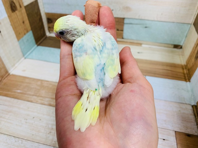 セキセイインコ