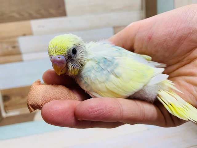 セキセイインコ