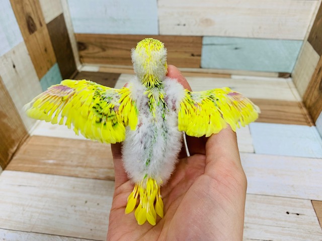 セキセイインコ