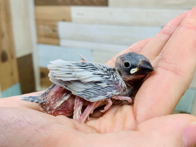 ごはんをパクパク食べます♪シルバー文鳥さん☆