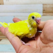 ビタミンカラー☆セキセイインコ(ダブルファクター)さん!!