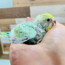 人気のグリーン系☆セキセイインコ(パステルカラーレインボー)さん♪