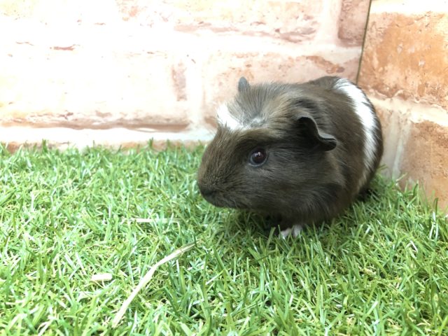 チョコレート色が可愛い モルモット クレステッド R４ ４ ７撮影 東京からもほど近い 千葉県 神奈川県 埼玉県でクレステッドモルモット を販売するペットショップ
