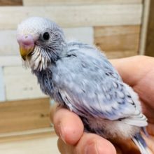 落ち着いた色合い!!セキセイインコ(スパングル)さん☆