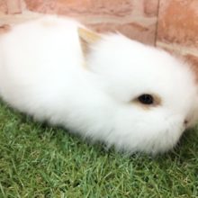 もっちりもさもさ　ライオンラビット　R４　４／７撮影