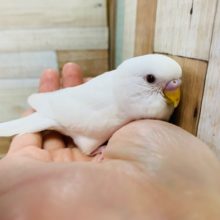 フィット感がたまらない♡セキセイインコ(アルビノ)さん♪