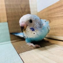 おめめくりくり♪セキセイインコ(オパーリン)さん☆