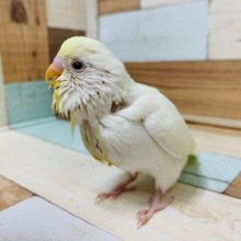 クリームだけど赤目さん！セキセイインコ(クリーム)さん！