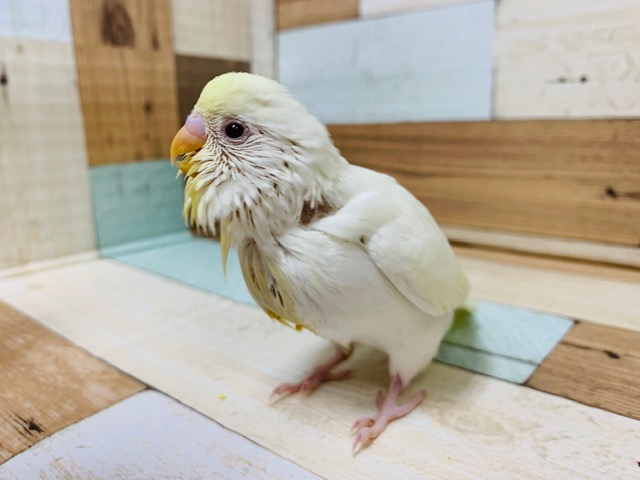 クリームだけど赤目さん！セキセイインコ(クリーム)さん！