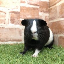 黒い体に白い模様が可愛い　イングリッシュモル　R４　４／１８撮影