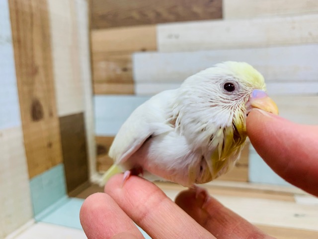 セキセイインコ