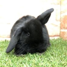 ブラックがツヤツヤ　ロップイヤーラビット　R4　４／２０撮影