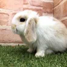 優しい色合い　ロップイヤーラビット　R４　４／２０撮影