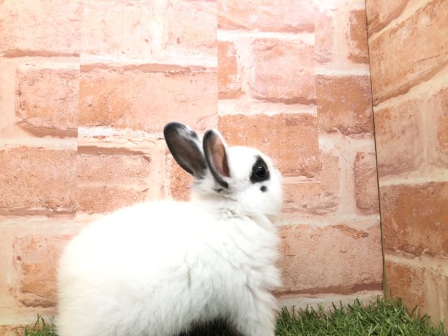 ミニウサギ