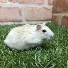 もちもちです　イエロープディングハムスター　R4　４／２０撮影