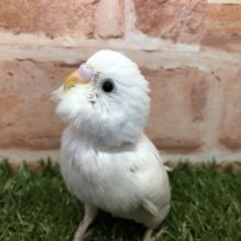 よーく見ると黒目！　セキセイインコ　ダブルファクター　R４　４／２３撮影