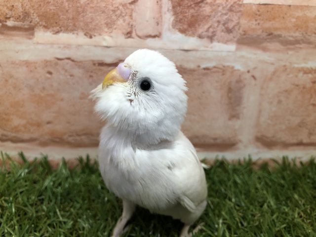 よーく見ると黒目！　セキセイインコ　ダブルファクター　R４　４／２３撮影