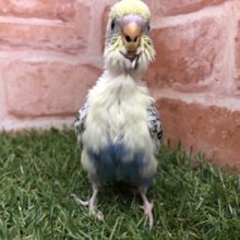 人気の４色カラー　セキセイインコ　４色ハルクイン　R４　４／２３撮影