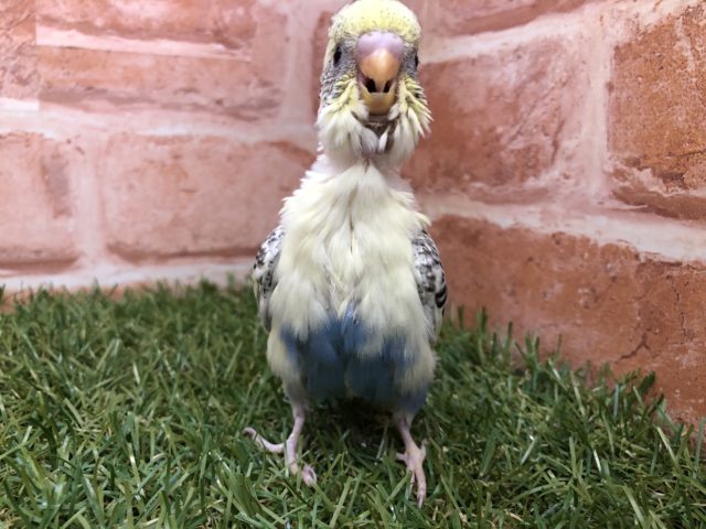 人気の４色カラー　セキセイインコ　４色ハルクイン　R４　４／２３撮影