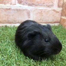 ブラックカラーのモルちゃん　イングリッシュモルモット　R４　４／２３撮影