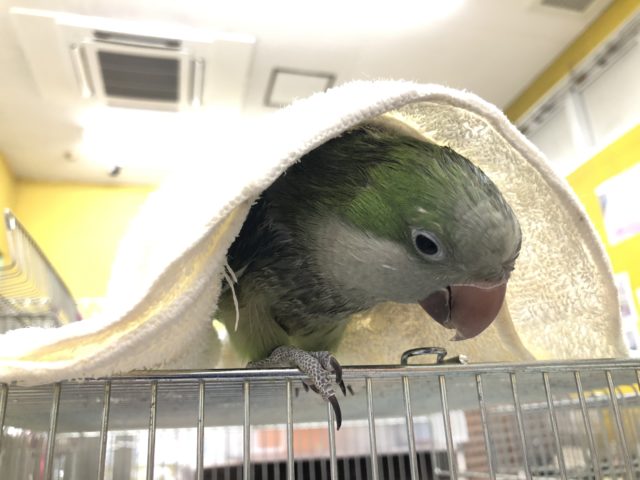 オキナインコ