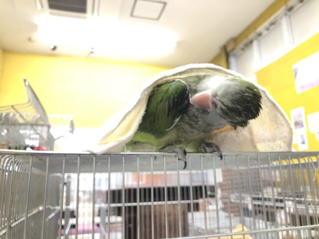 オキナインコ