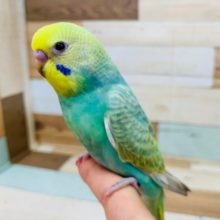 ごはんが大好き♡セキセイインコ(パステルカラーレインボー)さん！