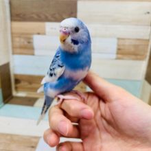 可愛らしいお顔に?!羽が生えそろいました！セキセイインコ(パイド)さん！