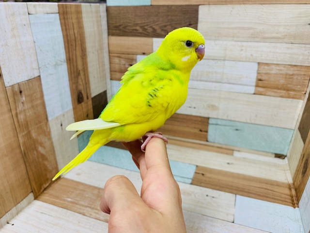 セキセイインコ