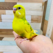 他の鳥さんとも仲良し♪セキセイインコ(スパングルパイド)さん☆