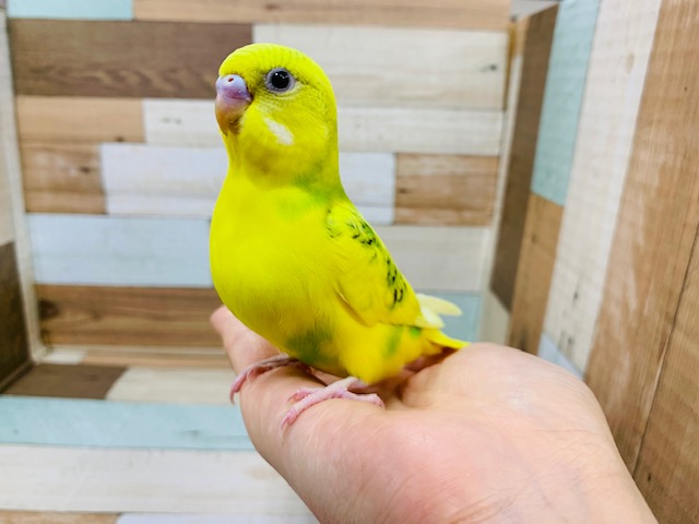 他の鳥さんとも仲良し♪セキセイインコ(スパングルパイド)さん☆