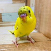 元気印に成長しました♪セキセイインコ(ハルクイン)さん！