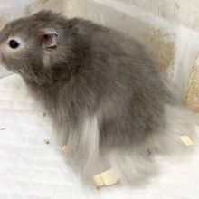 最新画像！今回は普通のセーブルハムスターだけど、かわいい！