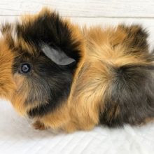 跳ねて、巻いて！アビシニアンモルモット！