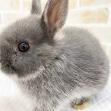 活発そうな感じ？ネザーランドドワーフ（ブルーマーチン）