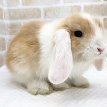 ほわほわ～　ロップイヤーラビット（ブロークンオレンジ）