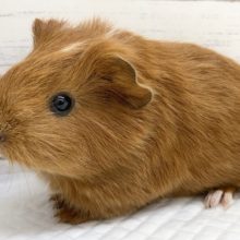 かわいすぎます！イングリッシュモルモット！