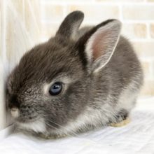 ぐいぐい来ます！ドワーフラビット（ブラックマーチン）